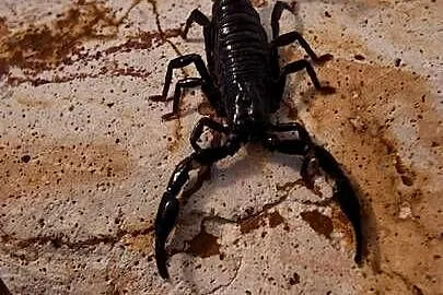 Heterometrus spinifer