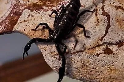 Heterometrus spinifer, Warmińsko-mazurskie, Olsztyn