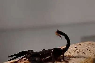Heterometrus spinifer, Warmińsko-mazurskie, Olsztyn