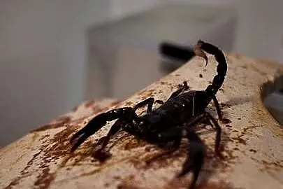 Heterometrus spinifer, Warmińsko-mazurskie, Olsztyn