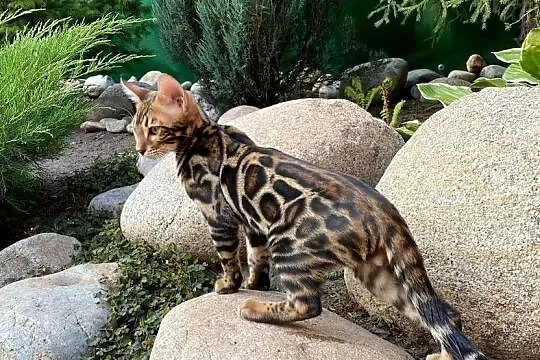 Kocurek Bengalski w opcji Hodowlanej Rodowód