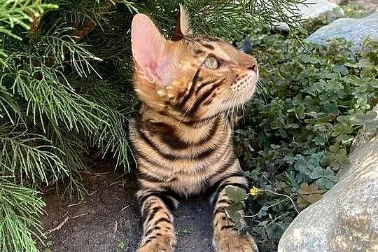 Kocurek Bengalski w opcji Hodowlanej Rodowód, Dolnośląskie, Dzierżoniów