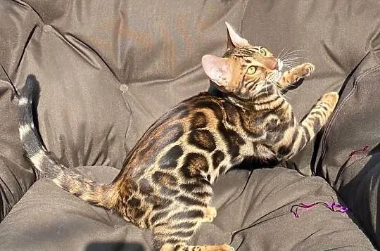 Kocurek Bengalski w opcji Hodowlanej Rodowód, Dolnośląskie, Dzierżoniów