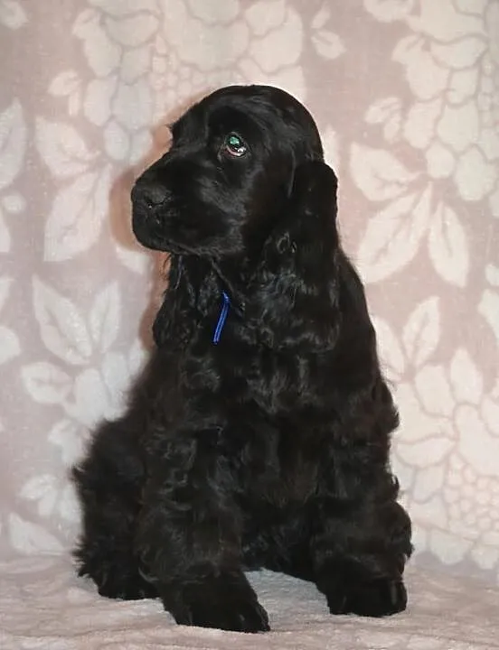 COCKER SPANIEL angielski - szczenięta z rodowodem