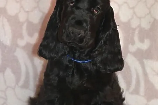 COCKER SPANIEL angielski - szczenięta z rodowodem 
