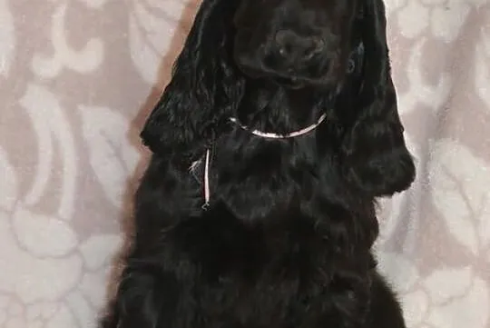 COCKER SPANIEL angielski - szczenięta z rodowodem 