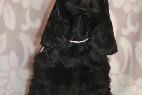 COCKER SPANIEL angielski - szczenięta z rodowodem 