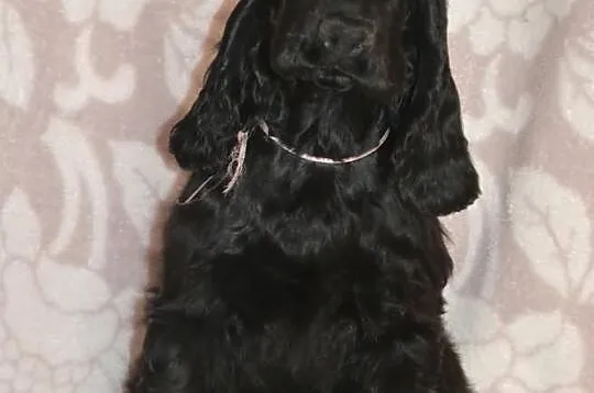 COCKER SPANIEL angielski - szczenięta z rodowodem 