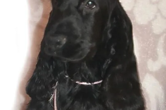 COCKER SPANIEL angielski - szczenięta z rodowodem 