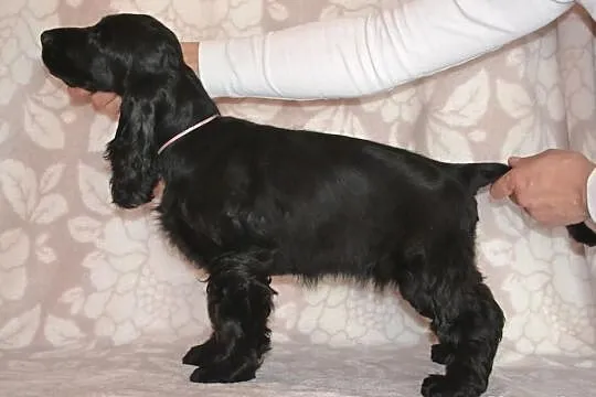 COCKER SPANIEL angielski - szczenięta z rodowodem 