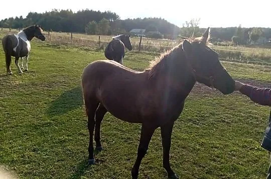Sprzedam ogierka huculskiego