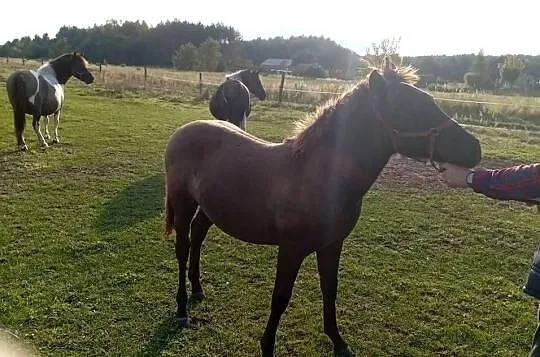 Sprzedam ogierka huculskiego, Podkarpackie, Radawa