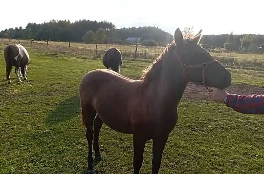 Sprzedam ogierka huculskiego, Podkarpackie, Radawa