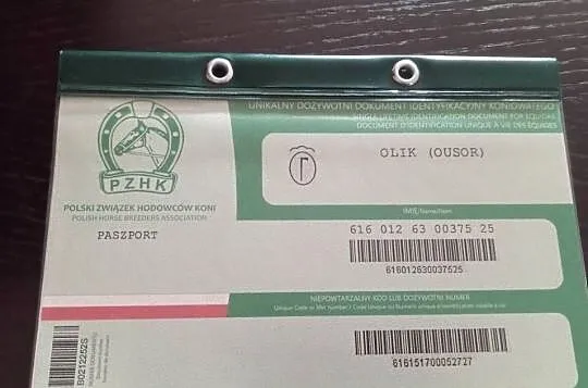 Sprzedam ogierka huculskiego, Podkarpackie, Radawa