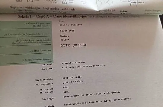 Sprzedam ogierka huculskiego, Podkarpackie, Radawa
