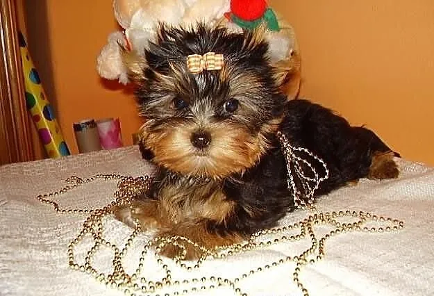 NIKI-Yorkshire Terrier