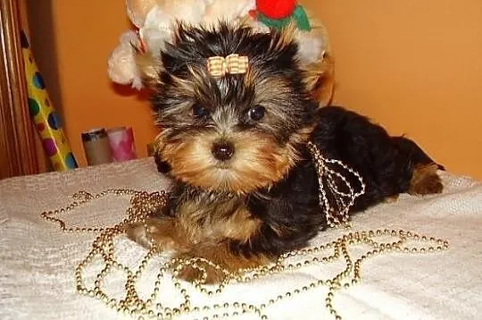 NIKI-Yorkshire Terrier