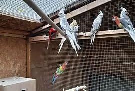 Papugi nimfy białogłowe z 2020 r., Jasin