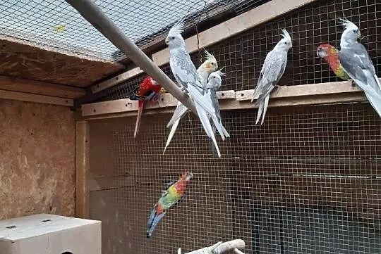 Papugi nimfy białogłowe z 2020 r., Jasin
