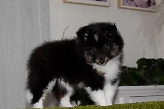 Owczarek szetlandzki piesek trikolor ZKWP/ FCI sheltie, Śląskie, Częstochowa