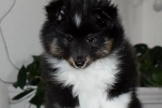 Owczarek szetlandzki piesek trikolor ZKWP/ FCI sheltie, Śląskie, Częstochowa