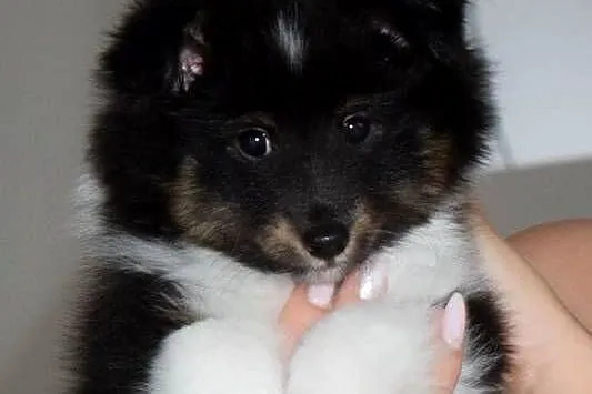 Owczarek szetlandzki piesek trikolor ZKWP/ FCI sheltie, Śląskie, Częstochowa