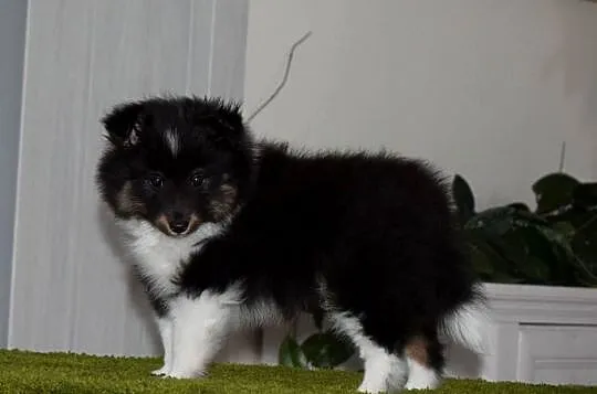 Owczarek szetlandzki piesek trikolor ZKWP/ FCI sheltie, Śląskie, Częstochowa