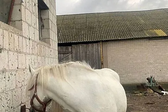 Sprzedam klacz sp, Podlaskie, Waniewo