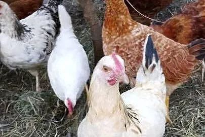 Sprzedam kury i koguty wszystkie razem jest ich ok40szt, Mazowieckie, Sadkowo
