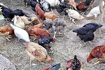 Sprzedam kury i koguty wszystkie razem jest ich ok40szt, Mazowieckie, Sadkowo