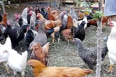 Sprzedam kury i koguty wszystkie razem jest ich ok40szt, Mazowieckie, Sadkowo
