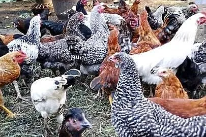Sprzedam kury i koguty wszystkie razem jest ich ok40szt, Mazowieckie, Sadkowo