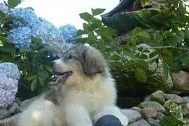 Pirenejski pies górski, Berneński pies pasterski, , Małkowo