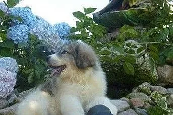 Pirenejski pies górski, Berneński pies pasterski, , Małkowo