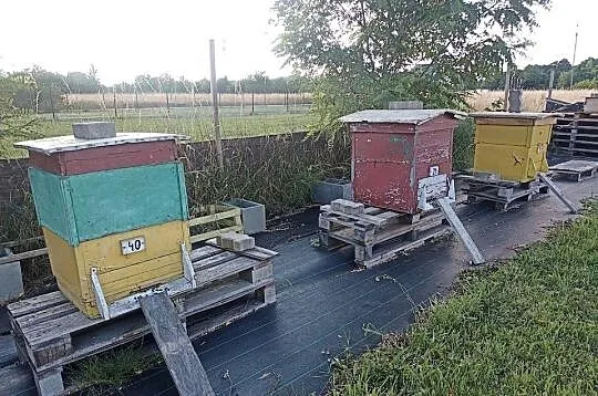 Pszczoły rodziny pszczele z ulami, Podkarpackie, Sędziszów Małopolski