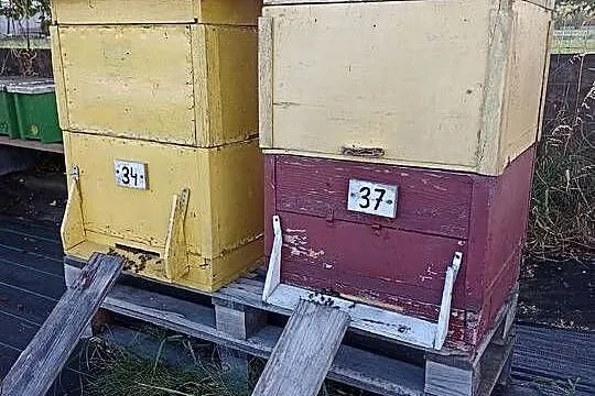 Pszczoły rodziny pszczele z ulami, Podkarpackie, Sędziszów Małopolski