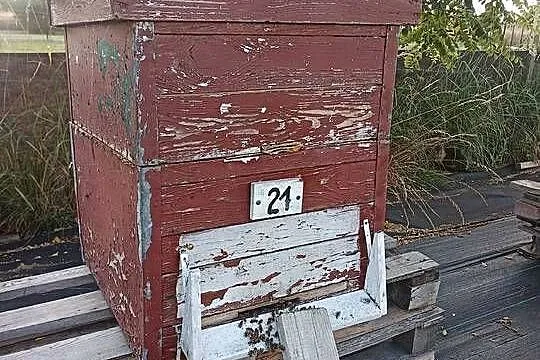 Pszczoły rodziny pszczele z ulami, Podkarpackie, Sędziszów Małopolski
