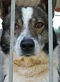 Kacperek czeka w schronisku już 6 lat na dom adopt
