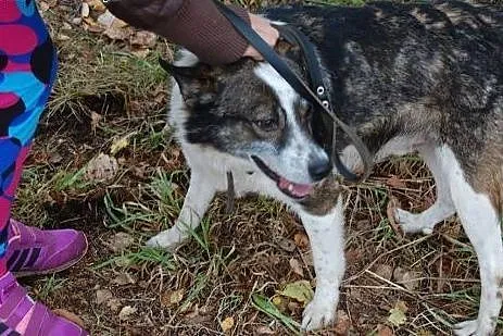 Kacperek czeka w schronisku już 6 lat na dom adopt