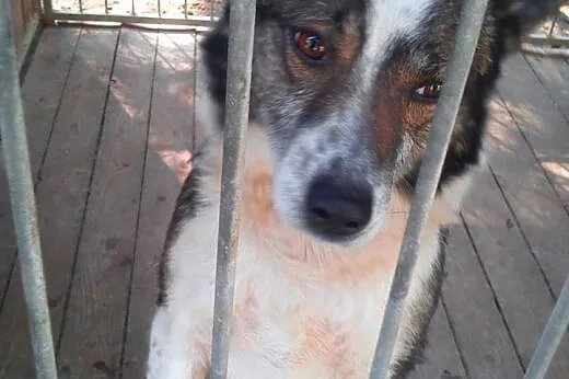Kacperek czeka w schronisku już 6 lat na dom adopt