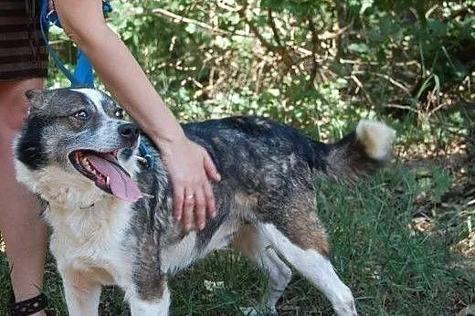Kacperek czeka w schronisku już 6 lat na dom adopt