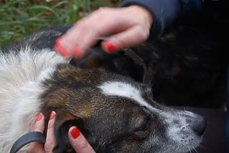 Kacperek czeka w schronisku już 6 lat na dom adopt