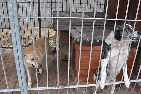 Kacperek czeka w schronisku już 6 lat na dom adopt