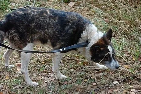 Kacperek czeka w schronisku już 6 lat na dom adopt