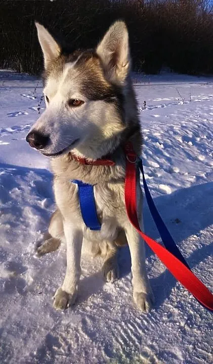 Drago- wesoły psiak w typie husky, mazowieckie Wa
