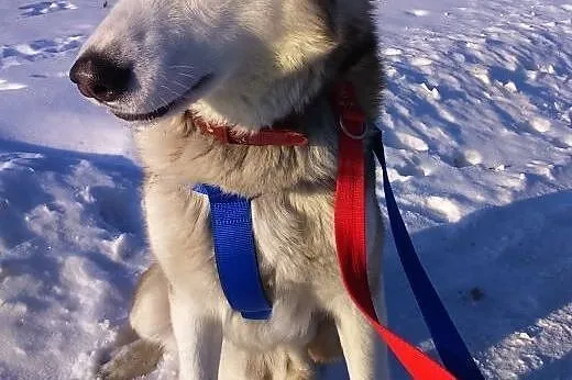 Drago- wesoły psiak w typie husky, mazowieckie Warszawa