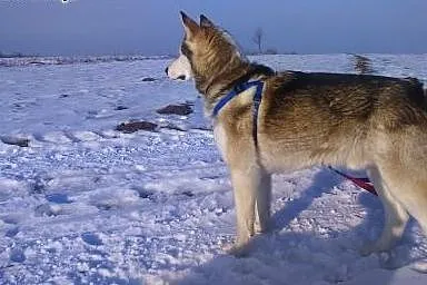 Drago- wesoły psiak w typie husky,  mazowieckie Wa