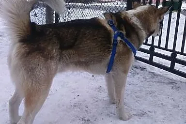 Drago- wesoły psiak w typie husky,  mazowieckie Wa