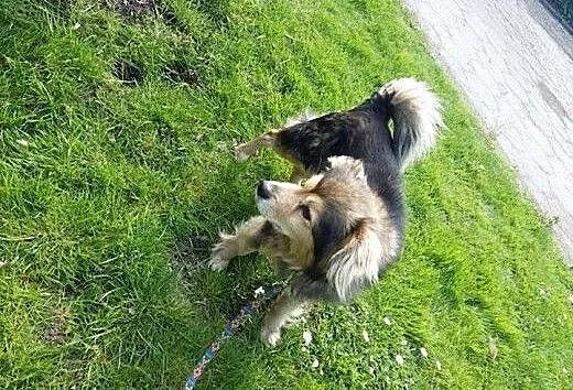 Idealny przyjaciel dla starszej osoby - Misiek szu