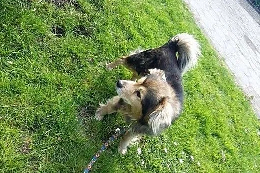 Idealny przyjaciel dla starszej osoby - Misiek szu